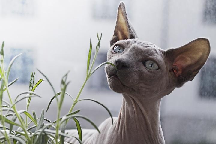 Gato Sphynx cheirando uma planta.