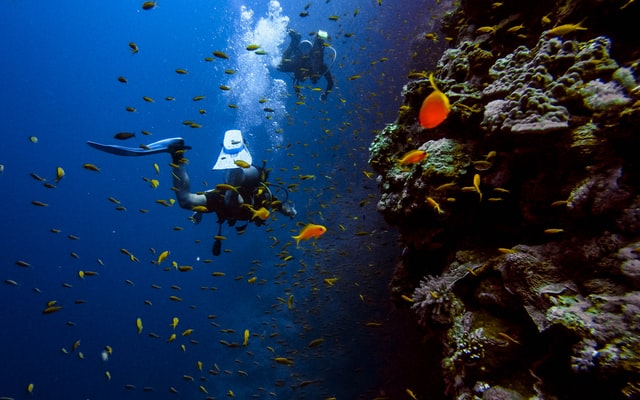 Duas pessoas mergulhando no mar azul com peixes laranjas ao redor.