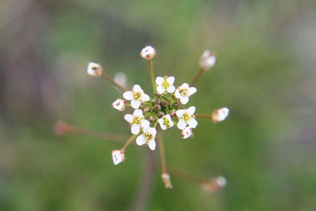 Ramo florido de bolsa-de-pastor.
