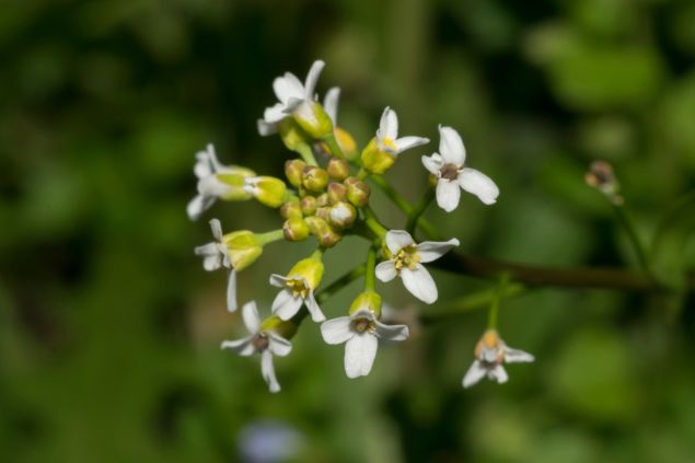 Bolsa-de-pastor parcialmente florida.