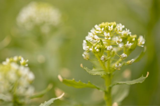 Capsella Grandiflora na natureza.
