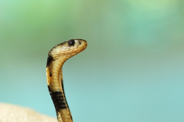Boris Smokrovic / Unsplash Cabeça de cobra pequena.