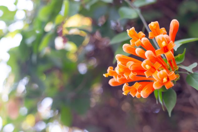 Flores do Cipó de São João.