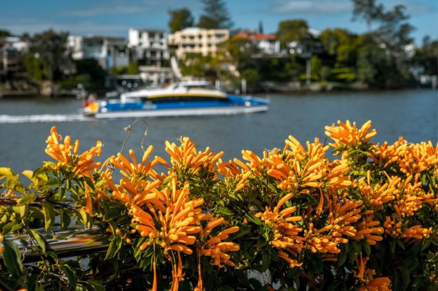 Cipó de São João à beira d'água, com um barco ao fundo.
