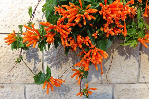 Cipó de São João sobre um muro.