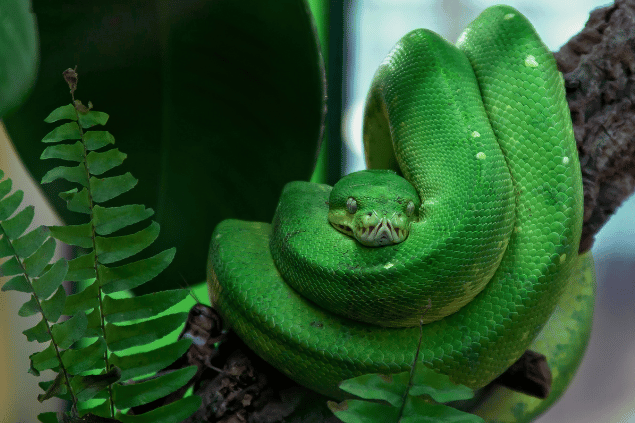 Foto-Rabe de pixabay no Canva Cobra verde