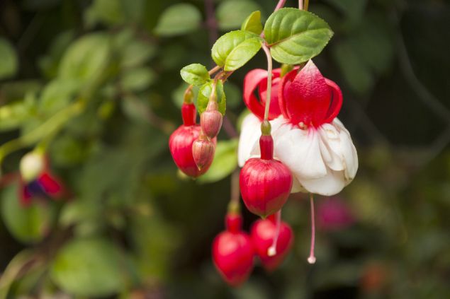 Brinco-de-princesa ainda não florescido.