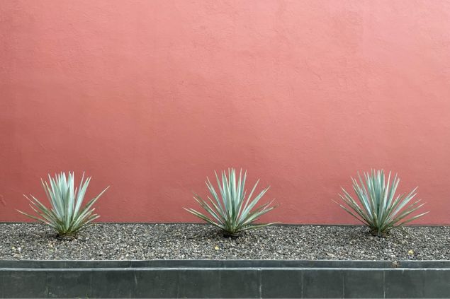 Três mudas de agave plantadas em um canteiro.