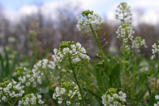 Plantação de Capsella Rubella.
