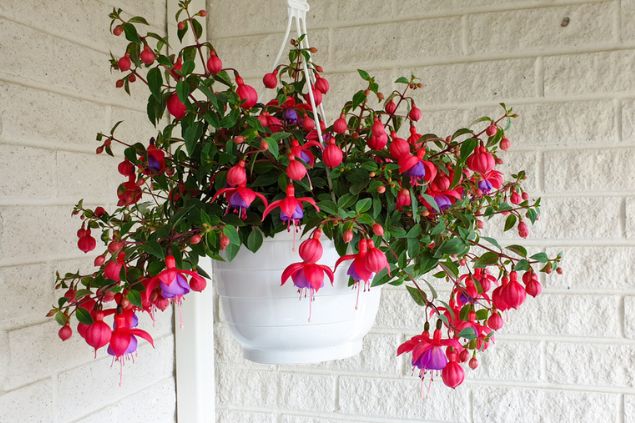 Vaso suspenso com brinco-de-princesa.