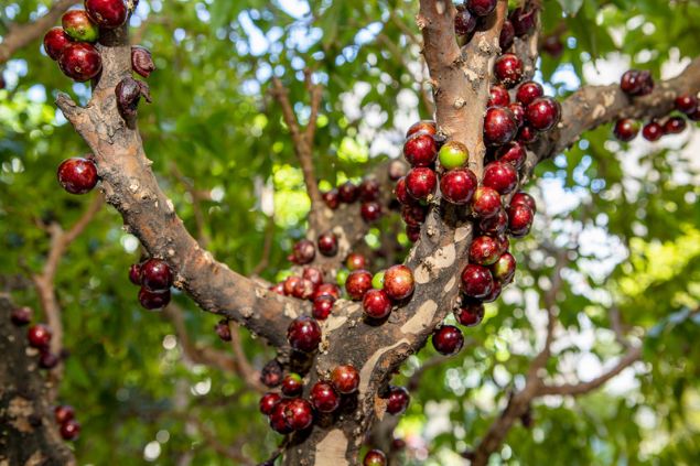Galhos de uma jabuticabeira cheia de jabuticabas vermelhas.