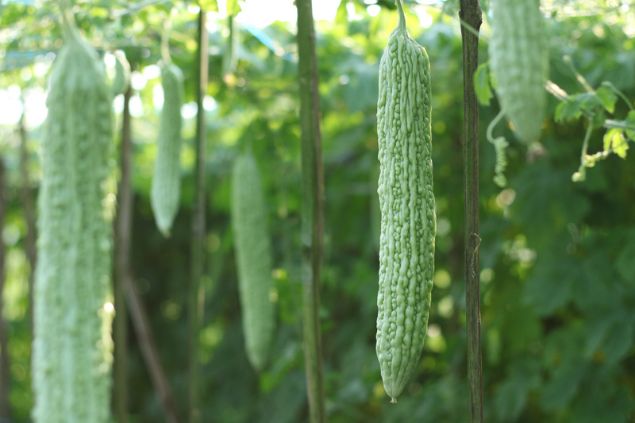 Melões-de-São-Caetano suspensos na plantação.