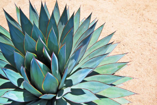 Imagem em zoom de um agave.
