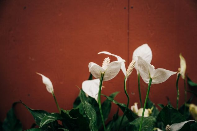 Copos-de-leite em frente a uma parede marrom.