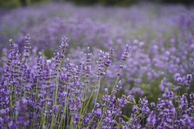 Lavanda.
