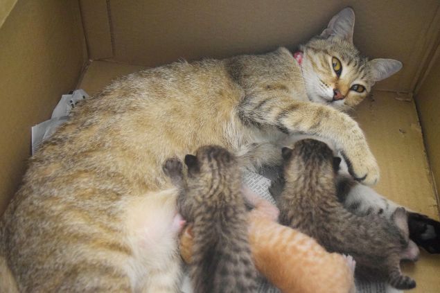 Gatinha amamentando os filhotes