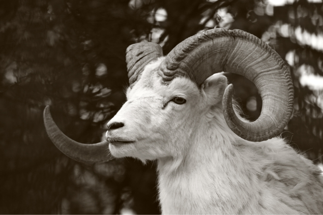 Cabrito, figura representativa de Áries