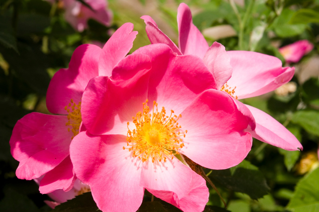 Rosa mosqueta aberta