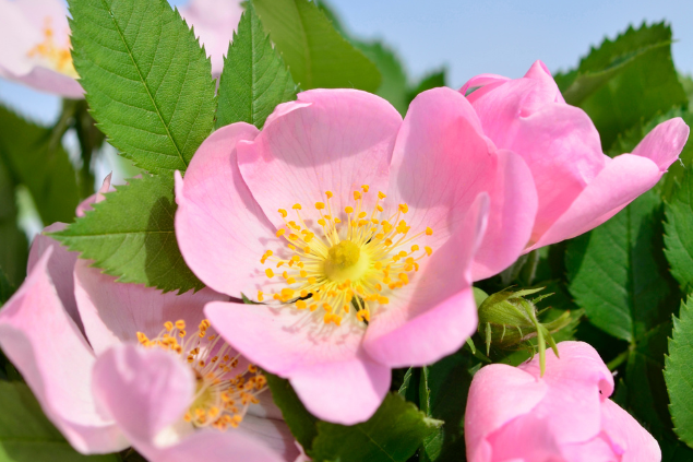 Planta rosa mosqueta