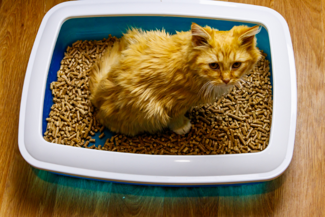 Gato na caixa de areia