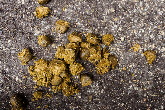 Várias fezes no asfalto