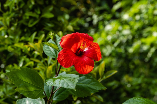 Flor de hibisco na floresta