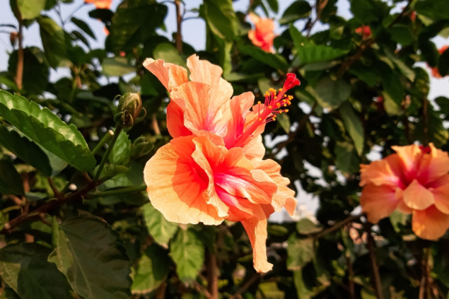 Hibisco laranja