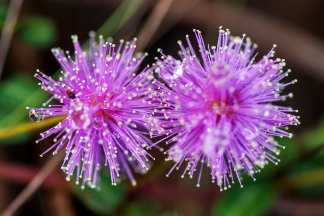 Parte rosa da planta Dormideira