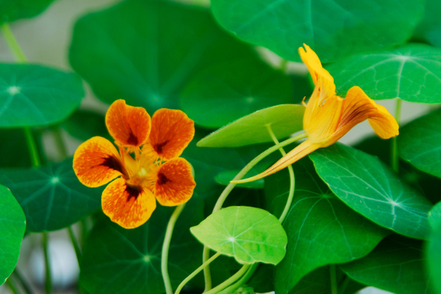 Planta capuchinha na natureza