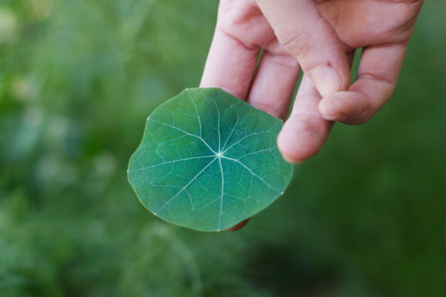 Capuchinha originária do Brasil