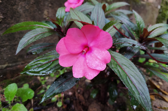 Flor maria-sem-vergonha na natureza