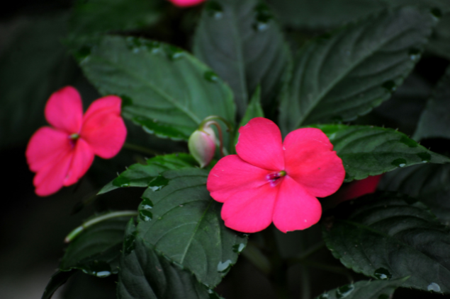Flor beijinho na natureza
