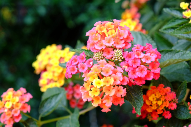 Planta lantana 