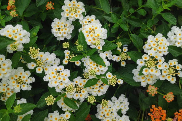 Lantana branca