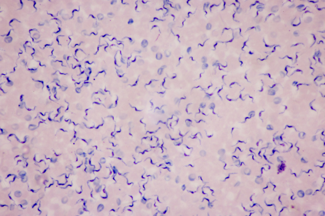 Vírus Trypanosoma Cruzi