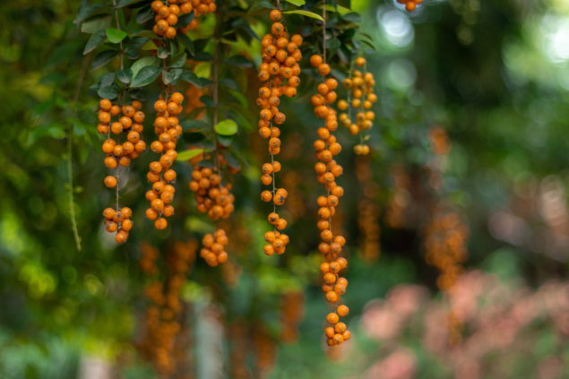 Galho cheio de gabirobas, em forma de cacho
