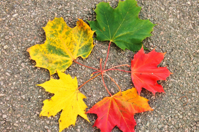 Vários estágios de uma folha, indicando ciclos da vida