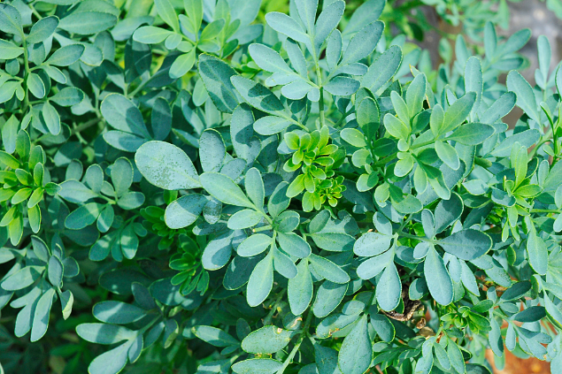 Planta cheia de galhos de arruda