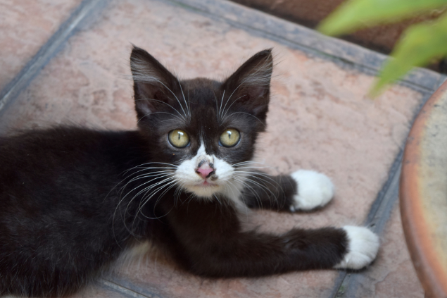 Fion Chua de Fion's Images Filhote de gato preto olhando pra câmera