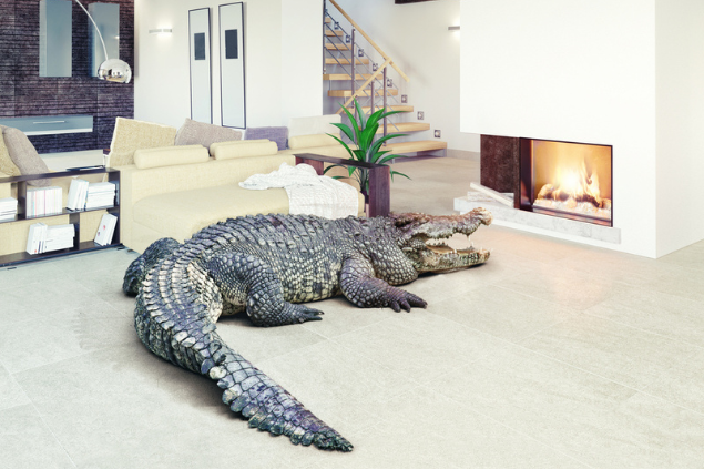 Jacaré parado no meio de uma sala