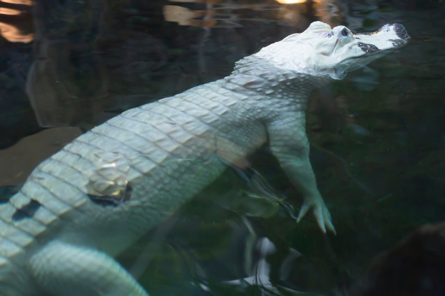 Jacaré branco nadando em um lago