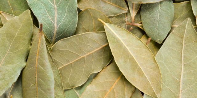 Folhas de louro. 