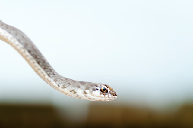 Jordi Fontana / Unsplash Cobra pequena.