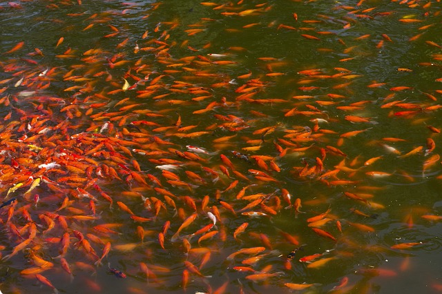 pixabay / Joakwan Carpas em um lago