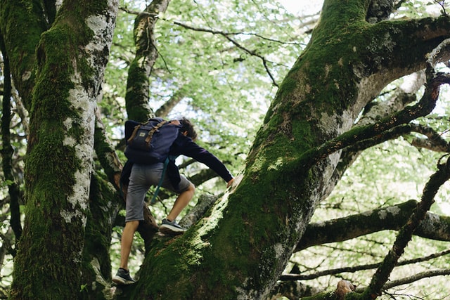 Homem branco escalando árvore.