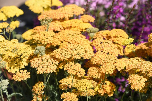 Mil-em-rama amarelas.