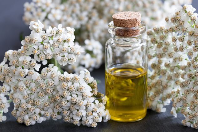 Óleo de mil-em-rama.