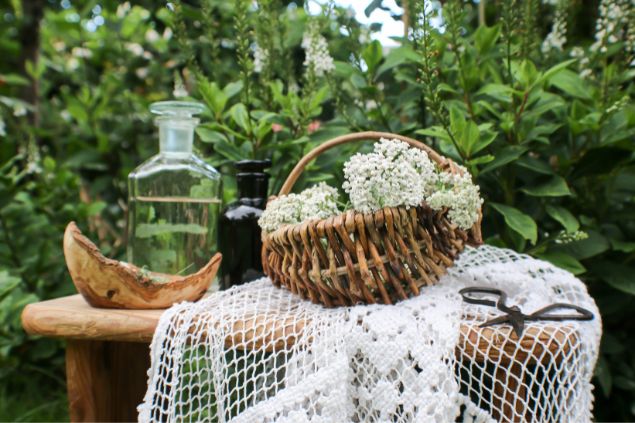 Cesta com mil-em-ramas brancas recém colhidas, em cima de uma mesa.