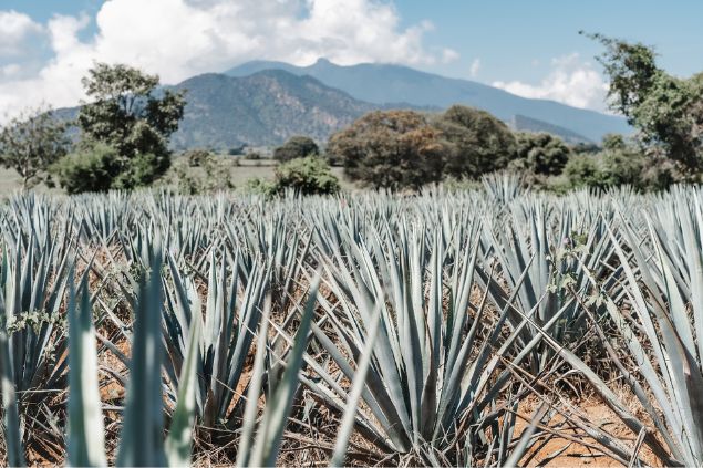 Grande plantação de agave.