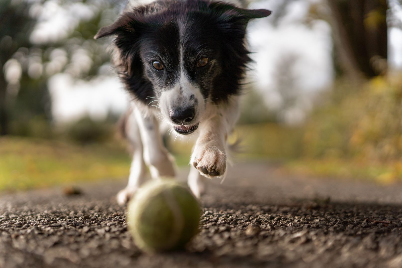 Cachorro correndo atrás da bolinha